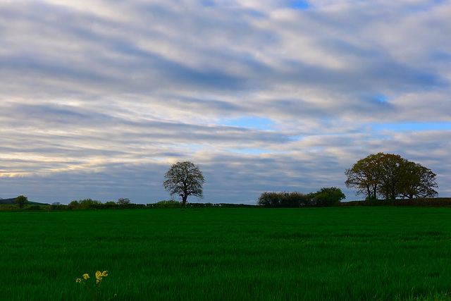 Evening sky