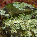 Lichen-covered tree stump