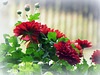 red  mums - HFF !