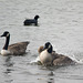 Geese on the flash