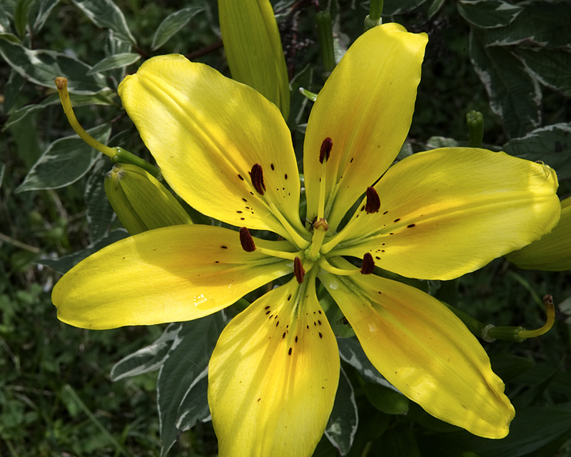Lily