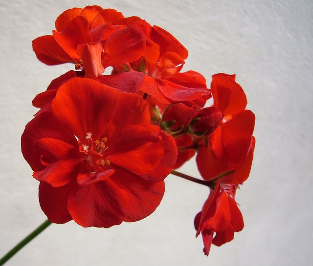 Fernanda's red geranium