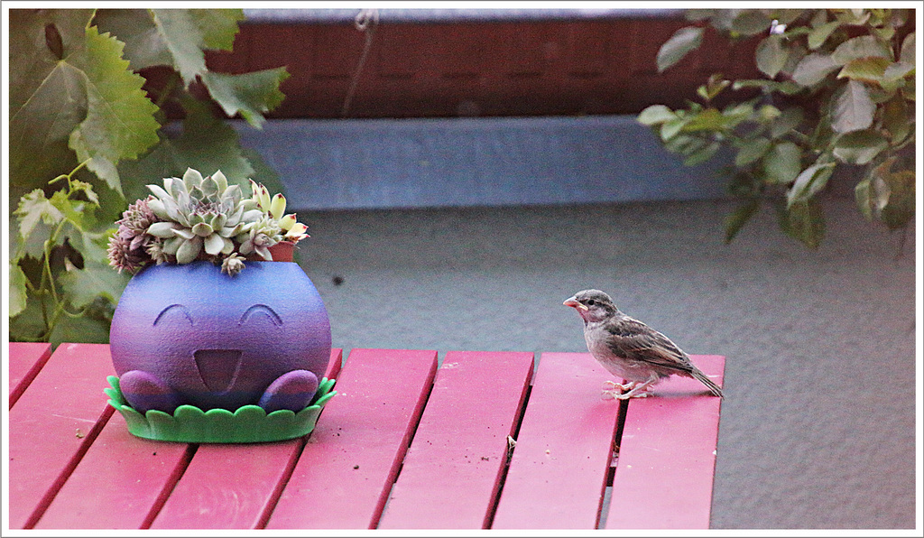 Lieber einen Spatz auf dem Balkon ...