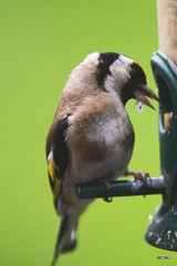 Goldfinch