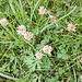 Weißklee (Trifolium repens)