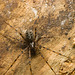 IMG 3144 Spider