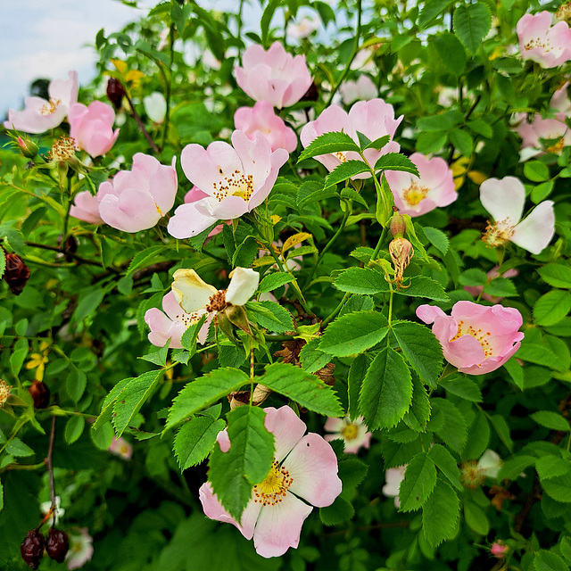 Hundsrose (Rosa canina)