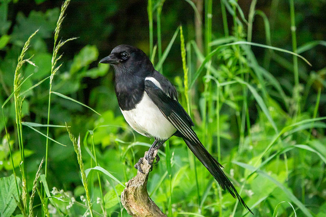 Magpie