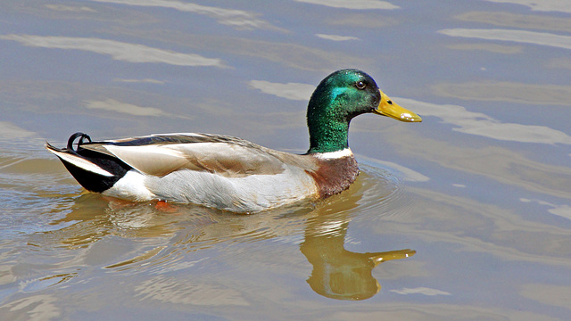 Mallard Duck - Male