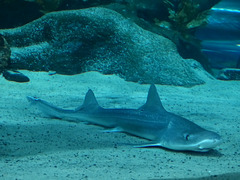 National Aquarium of New Zealand (8) - 26 February 2015