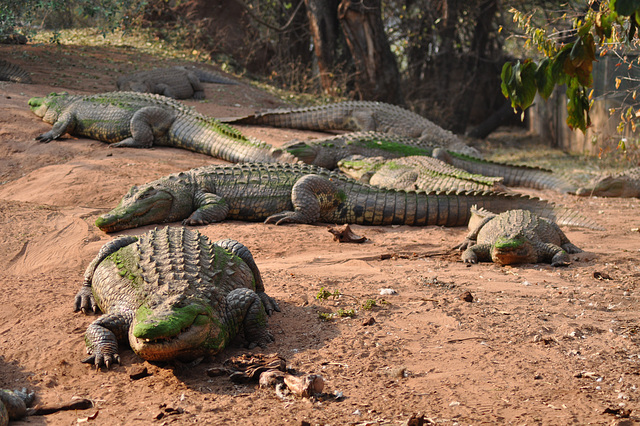 Kokodrila bieno, Kazungula