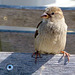 Haussperling (Passer domesticus)