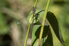 Western Willow Spreadwing m (Lestes viridis) DSB 2050