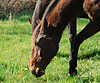 un cheval peut en cacher un autre