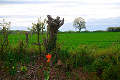 Fields over the garden