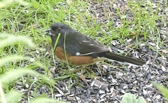 Male Eastern Towhee