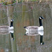 Geese