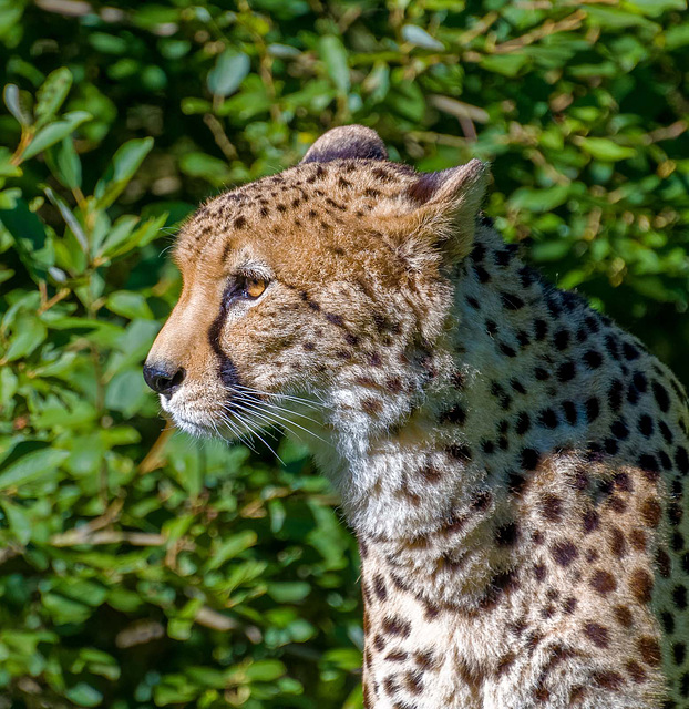 Cheetah profile21