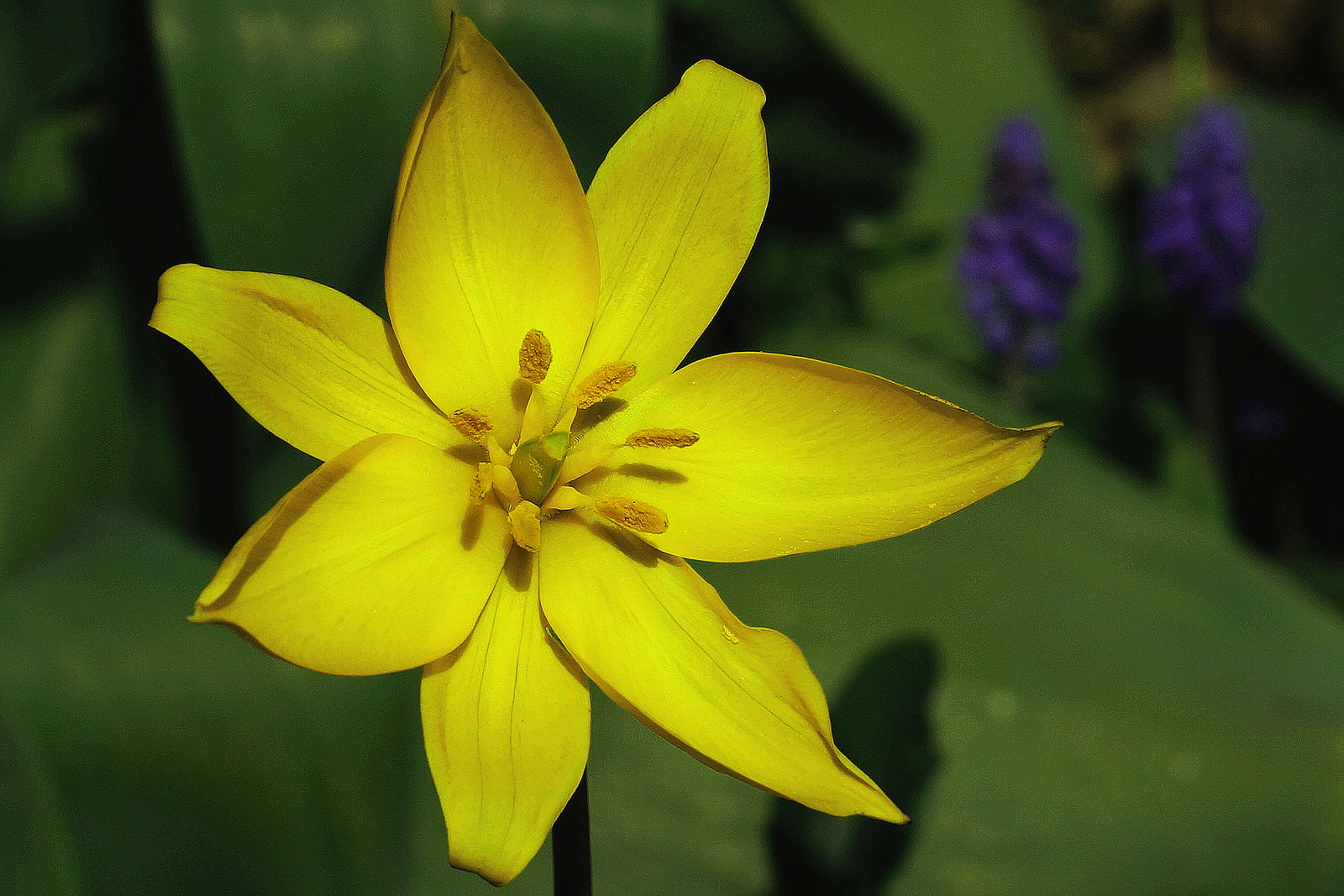 Weinbergstulpe - Wild tulip