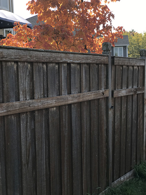 fence, autumn