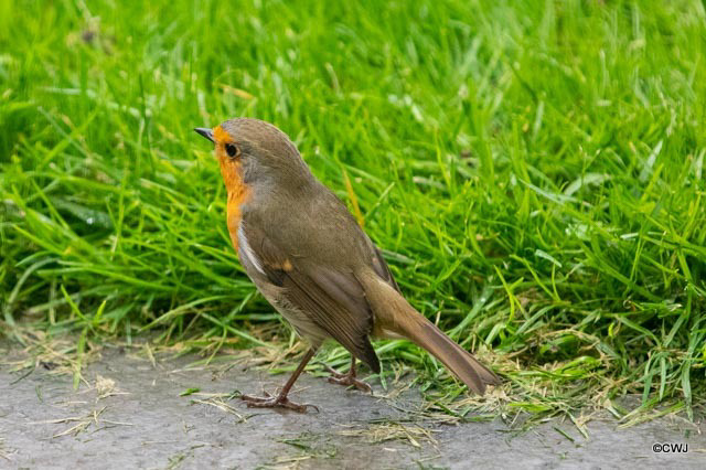 Young Robin