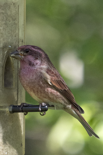 Purple Finch 01