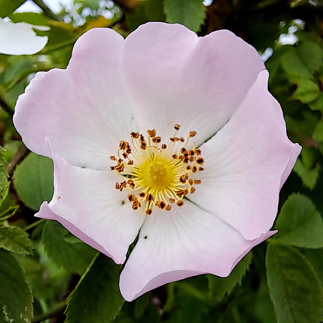 Hundsrose (Rosa canina)