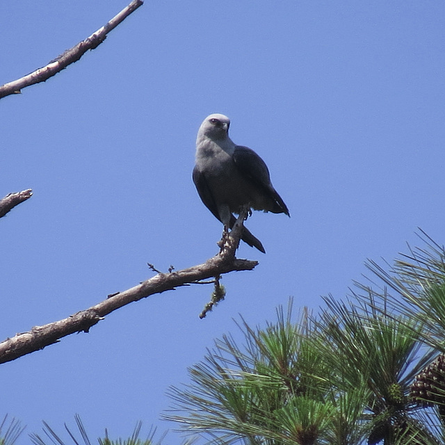 Mississippi kite