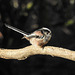 Long-tailed tit