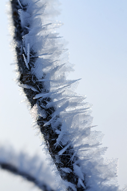 Hoar Frost 2014