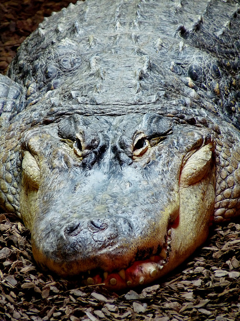 American Alligator