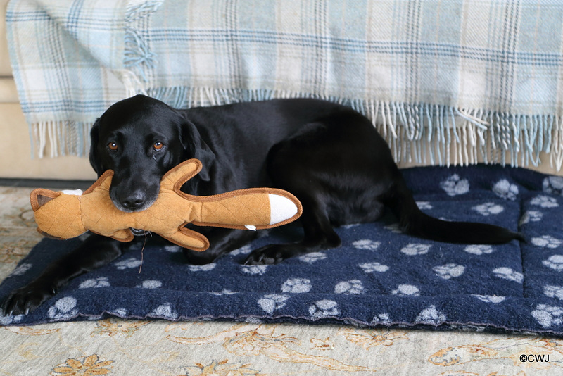 It's MY fox!