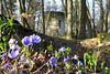 ruinöser Frühling