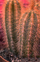cactus dúplice