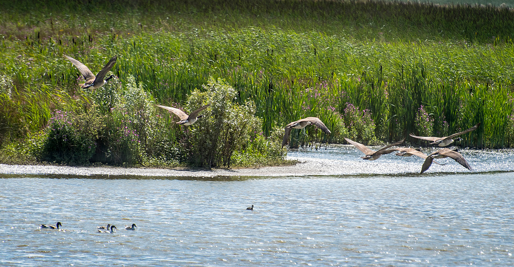 Geese44