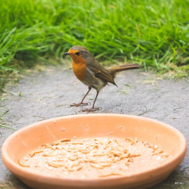 Young Robin cant quite believe it's a plate of live mealworms!