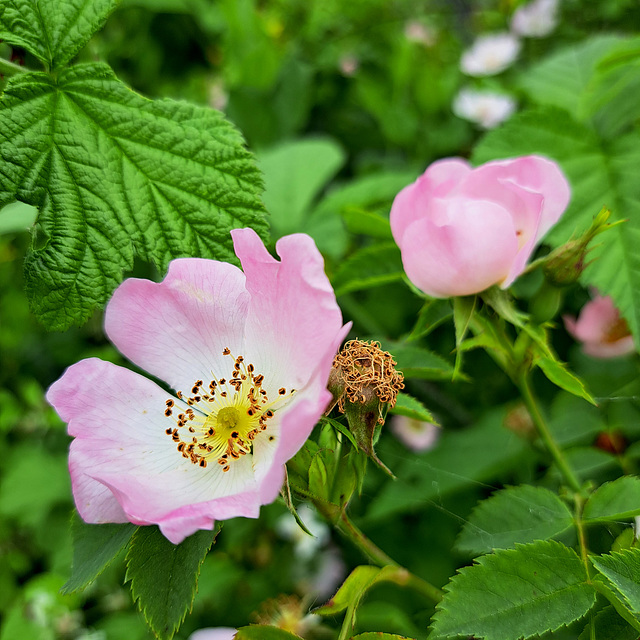 Hundsrose (Rosa canina)