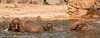 Elephants
