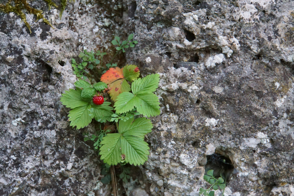 Mauerbeeren