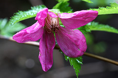 Salmonberry Flower