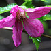 Salmonberry Flower