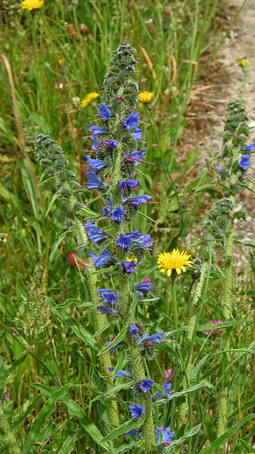 Gewöhnliche Natternkopf oder Blaue Natternkopf (Echium vulgare)