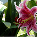 MON JARDIN