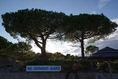 Corsican pines