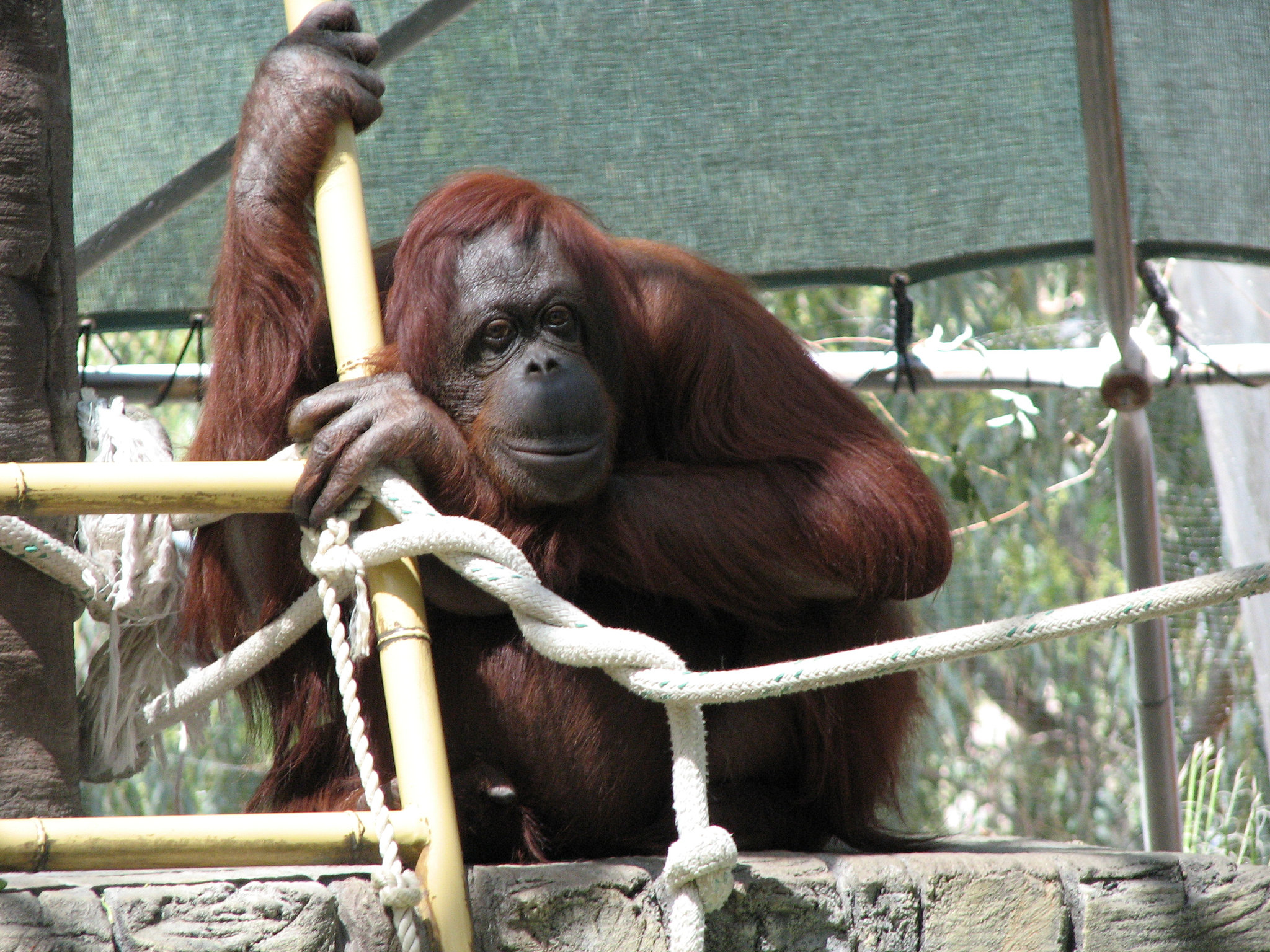OrangUtan at Phoenix Zoo