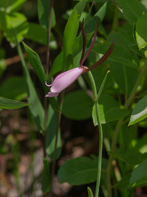 Cleistesiopsis divaricata (Large Rosebud orchid)