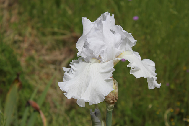 Blanc 4 (2)