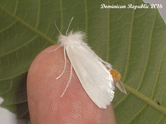 DR011 Rupela tinctella (female?)