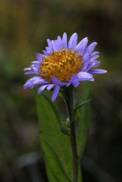 Leafybract Aster