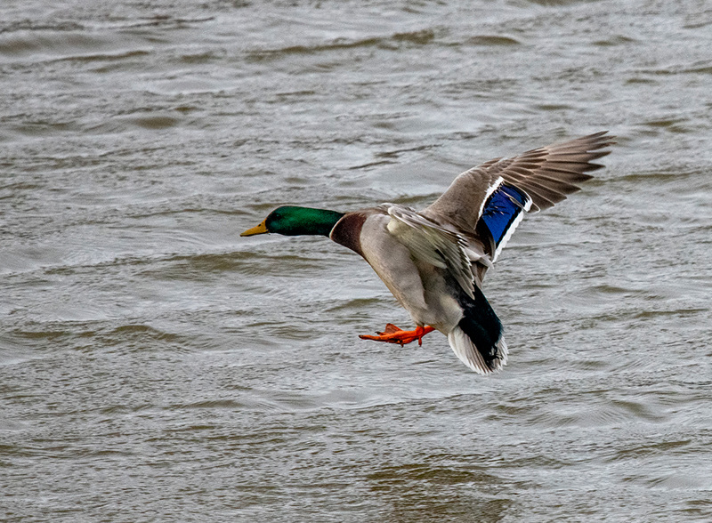 Incoming mallard